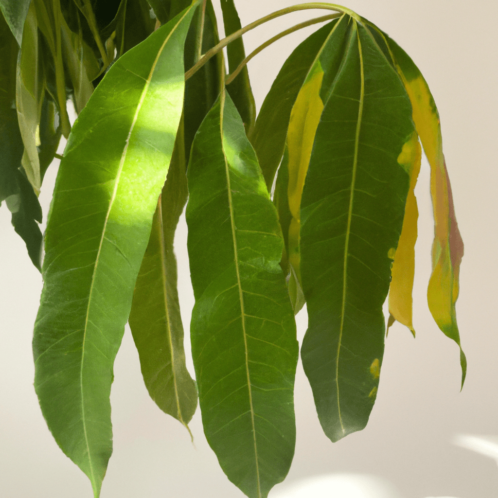 Pourquoi Les Feuilles De Mon Ficus Jaunissent Et Tombent Pourqu Io