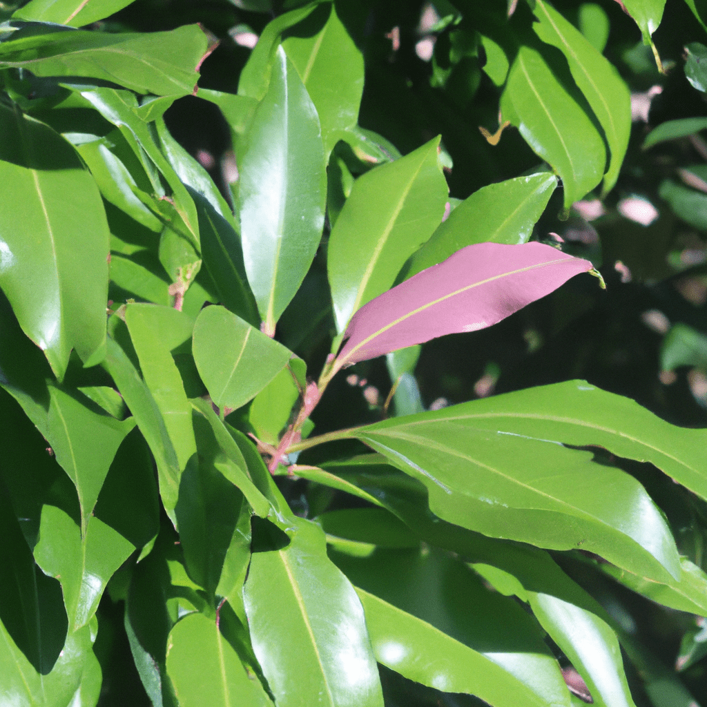 Pourquoi Les Feuilles De Mon Laurier Rose Jaunissent Pourqu Io